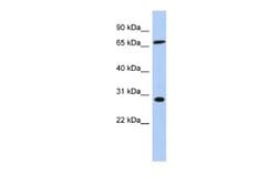 SFRS7 Antibody, Novus Biologicals 100 &mu;L; Unconjugated:Antibodies, Polyclonal